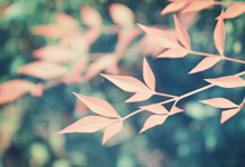 蓝鲸体育直播平台-Here We Go！罗马诺：那不勒斯中场卡胡斯特租借加盟那不勒斯，罗马那不勒斯和佛罗伦萨